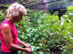 mum picking blackcurrant leaves